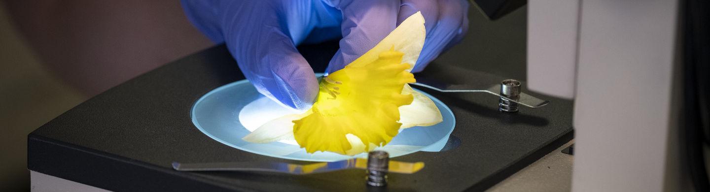显微镜下正在观察一朵黄色的花.